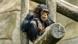 Tacugama Chimpanzee Sanctuary